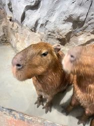 -Zoolung Zoolung动物主题公园(海信广场店)