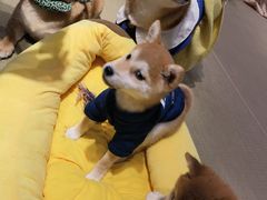 -逗柴咖啡屋·狗咖猫咖宠物桌游