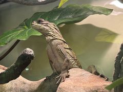 -酷以爬仙阁实体爬宠店·守宫·蜥蜴·专业繁育