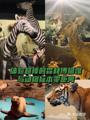 长颈鹿幼崽出生身高1米8｜比你高不？