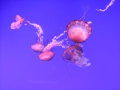 -瑞普利水族馆