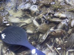 -聚盛源蒸汽海鲜火锅烤肉自助(巨川金海岸购物广场店)