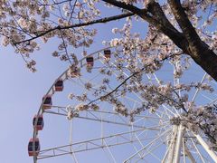 -顾村公园