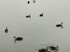 -海珠湖公园