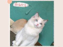 -飞行喵MR PILOT|猫舍·猫咖(静安大融城店)