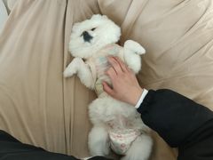 -怪兽屋·羊驼·猫咖·狗咖(俊华广场店)