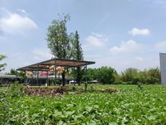 -田园东方蜜桃村的田野营地