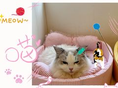 -Let's go狗咖·猫咖·奶狗·桌游(春熙路IFS店)