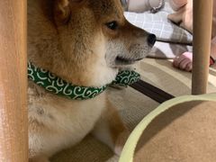 -逗柴咖啡屋·狗咖猫咖宠物桌游