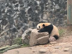 -都江堰中华大熊猫苑