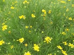 -松山湖梦幻百花洲