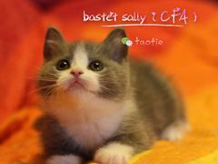 -Bastet sally猫舍购宠(静安店)