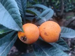 -塘栖枇杷特色园区