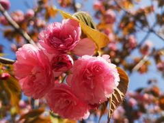 -高东镇樱花园