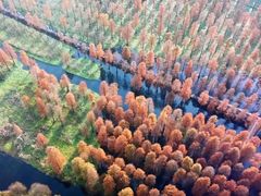 -上海海湾国家森林公园