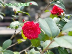 -绮园景区