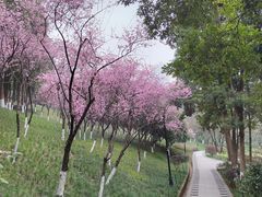 -龙头寺公园