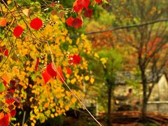 牯牛降枫景-祁门牯牛降观音堂风景区