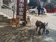 -武汉姚家山旅游景区
