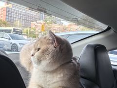 -PETKIT小佩宠物·低压洗护(国顺东路店)