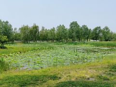 -东郊湿地公园