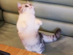 -MOYOYO猫咪咖啡店