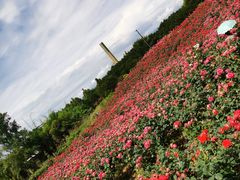 -都江堰玫瑰花溪谷
