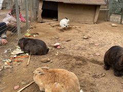 -河北村民俗体验园