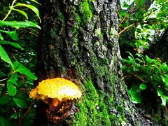 -阳台山自然风景区