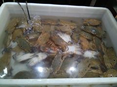 螃蟹-三亚胜意海景酒店·海鲜自助餐厅(三亚湾路店)