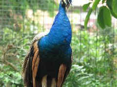 -瑞丽独树成林风景区