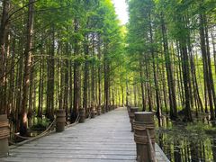 -桤木河湿地公园