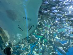 -顺德南宏海立方海洋公园