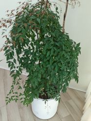 -HEYAN荷妍专业脱毛连锁机构