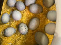 -龙泉小镇(科圣路店)