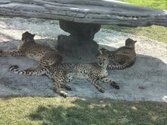 -北京野生动物园