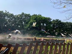 -广州长隆飞鸟乐园