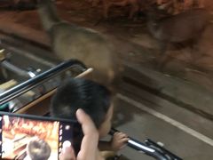 -清迈夜间动物园
