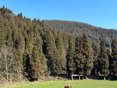 -武陵山森林公园