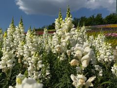 -沈阳植物园