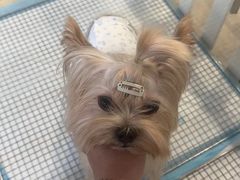 -萌宠之家·腊肠犬·马尔泰·小体犬舍