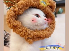 -欣宠猫屋·矮脚拿破仑·蓝金金渐层