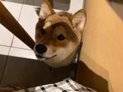 -柴务处·柴犬主题狗咖