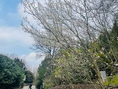 -花溪公园