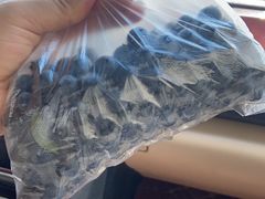 -金谷域澳洲庄园