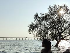 -宝安西湾红树林湿地公园