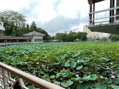-荔湾湖公园