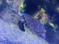 -沙沙哗啦海洋馆(华宇百花谷店)