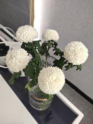 -熙朵美学植发·连锁品牌