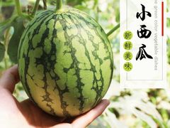 -庞各庄翠芳园西瓜蔬菜基地采摘园